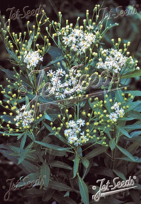 バーノニア:ノベボラセンス ホワイトライトニング3号ポット