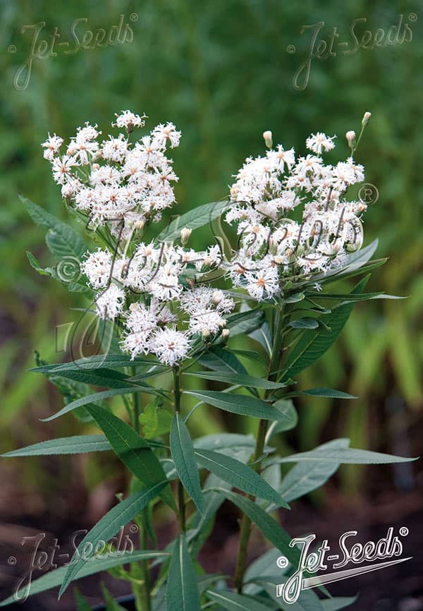 バーノニア:ノベボラセンス ホワイトライトニング3号ポット