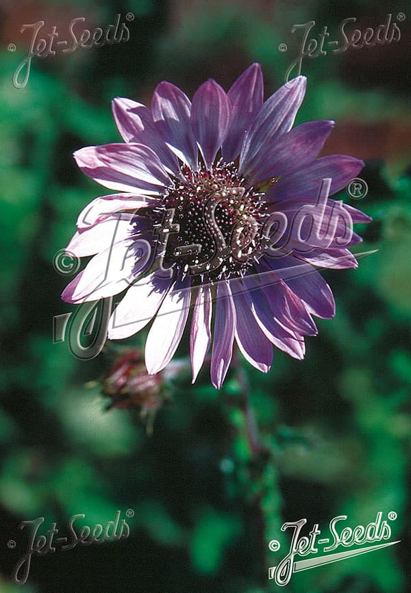 ベルケア:パープレア(プルプレア)3号ポット