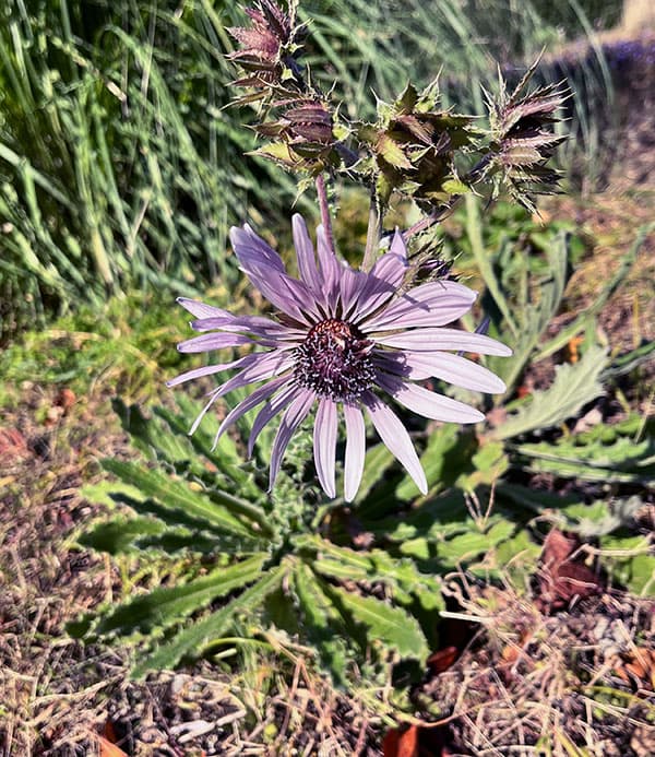 ベルケア:パープレア(プルプレア)3号ポット