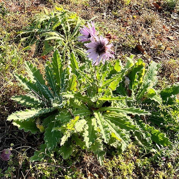 ベルケア:パープレア(プルプレア)3号ポット