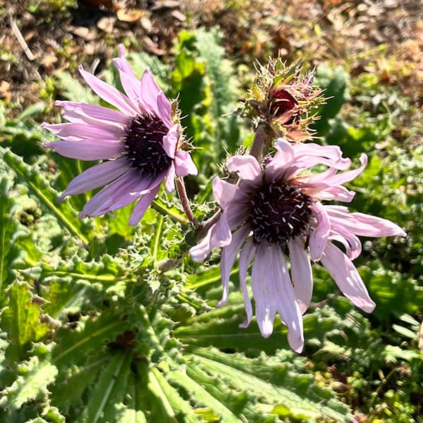 ベルケア:パープレア(プルプレア)3号ポット