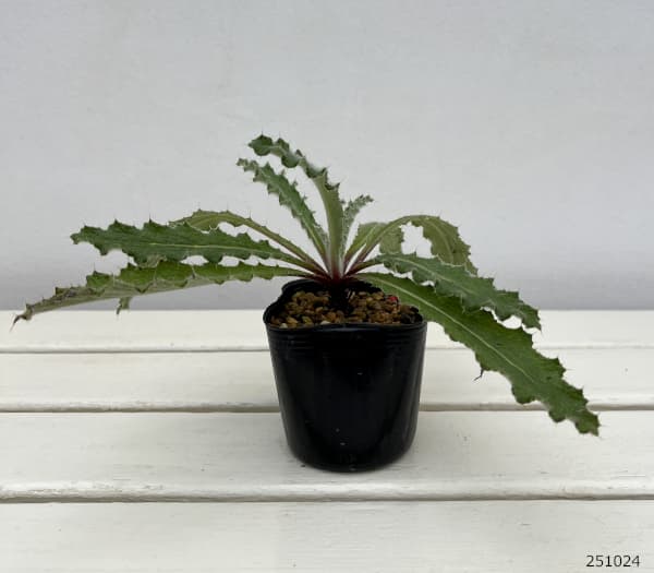 ベルケア:パープレア(プルプレア)3号ポット