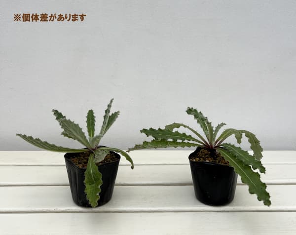 ベルケア:パープレア(プルプレア)3号ポット