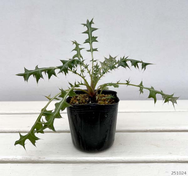 ベルケア:キルシフォリア3号ポット