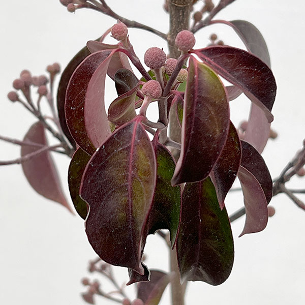 ヤマボウシ(常緑):ホンコンエンシス月光6号ポット