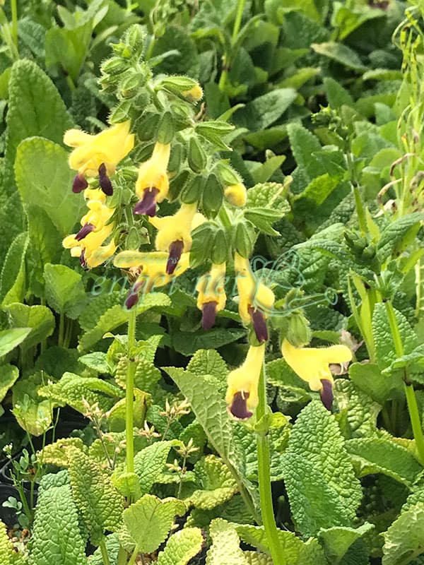 サルビア:ブレヤナ3号ポット