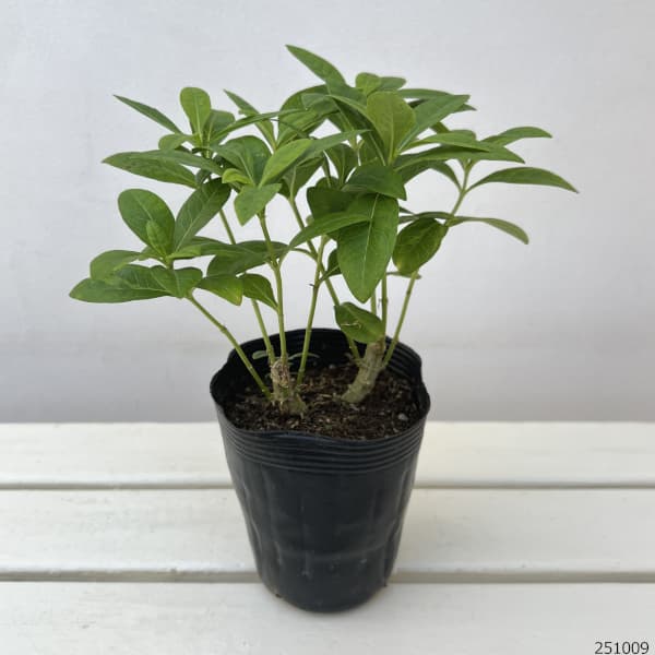 フロックス：グリーンレディ4号ポット