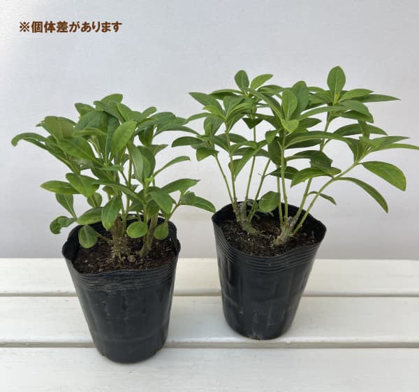 フロックス：グリーンレディ4号ポット