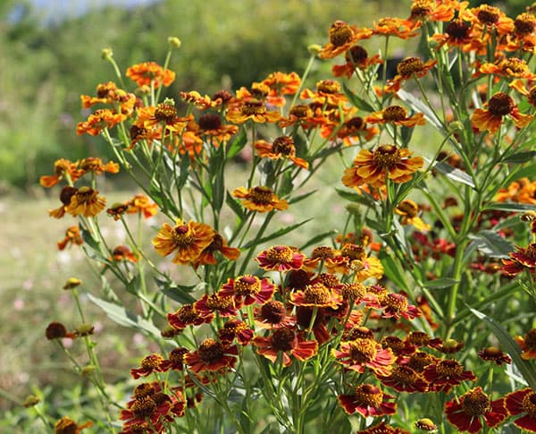 ヘレニウム：ヘレナ レッドシェード3.5号ポット