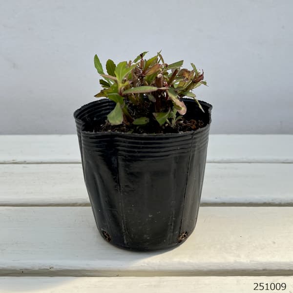 ヘレニウム:ヘレナ レッドシェード3.5号ポット