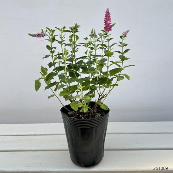 ベロニカ：ファーストラブ（桃花）4号ポット