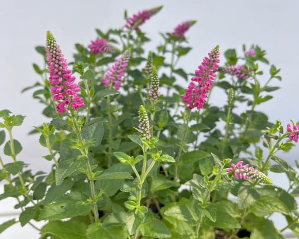 ベロニカ：ファーストラブ（桃花）4号ポット