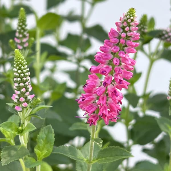 ベロニカ：ファーストラブ（桃花）4号ポット