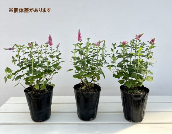 ベロニカ：ファーストラブ（桃花）4号ポット