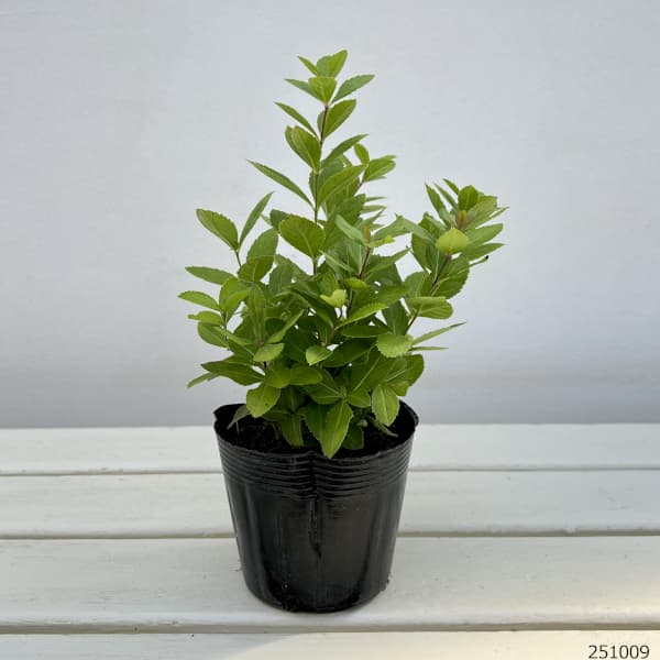 ベロニカストラム：バージニカム アルビフローラム（白花）3.5号ポット