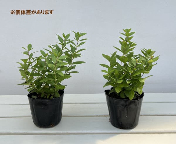 ベロニカストラム：バージニカム アルビフローラム（白花）3.5号ポット