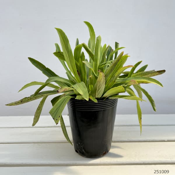 （わけあり特価）ジギタリス：ルテア4号ポット