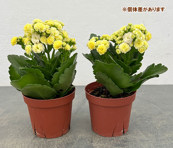 園芸ネット本店｜カランコエ：パーフェクタ クリーム3.5号ポット の