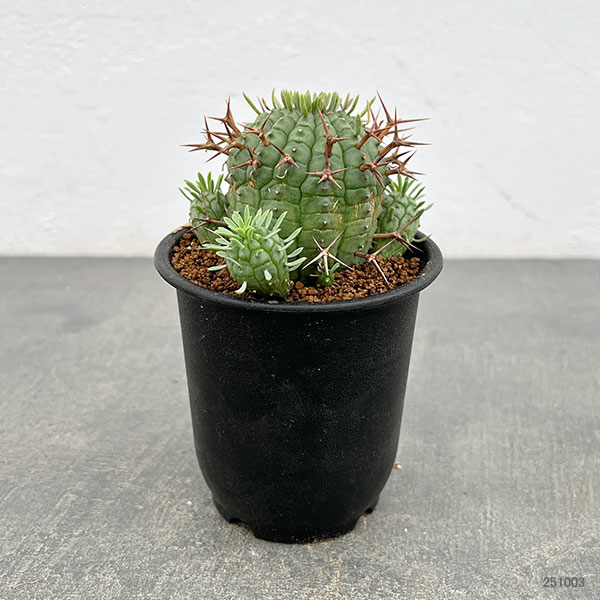 ユーフォルビア:ステリスピナ(群星冠) 3号鉢植え