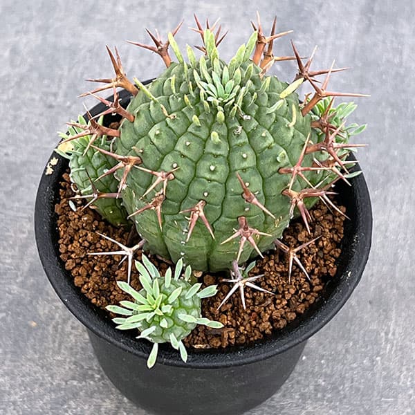 ユーフォルビア:ステリスピナ(群星冠) 3号鉢植え