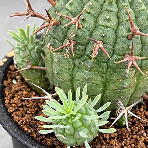 ユーフォルビア:ステリスピナ(群星冠) 3号鉢植え