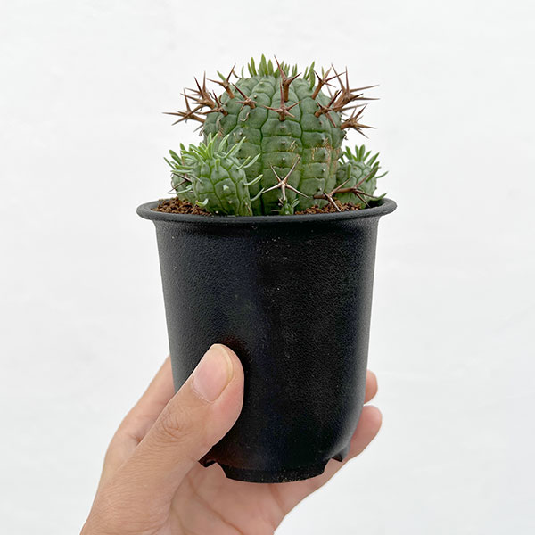 ユーフォルビア:ステリスピナ(群星冠) 3号鉢植え