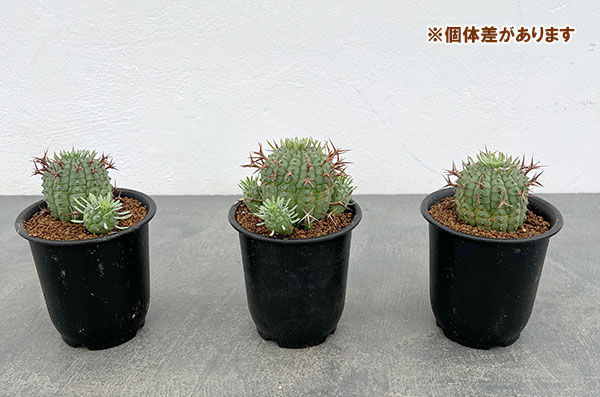 ユーフォルビア:ステリスピナ(群星冠) 3号鉢植え