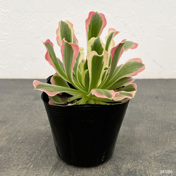 アエオニウム：リバーストーン　3.5号ポット