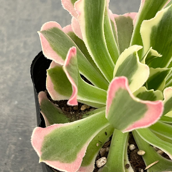 アエオニウム：リバーストーン　3.5号ポット