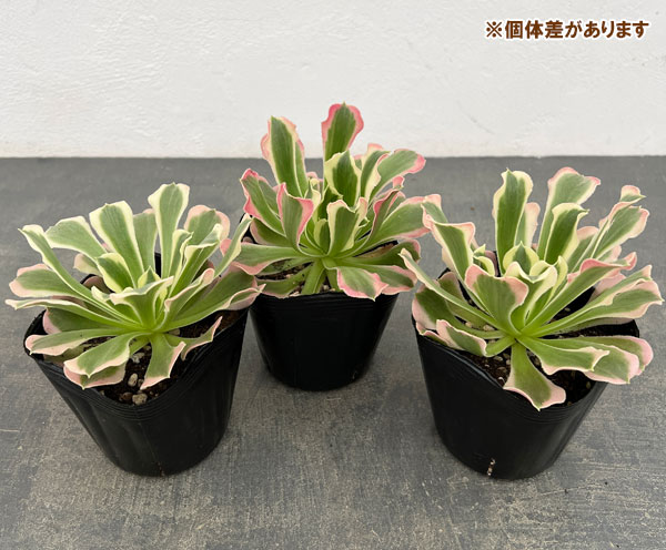 アエオニウム：リバーストーン　3.5号ポット