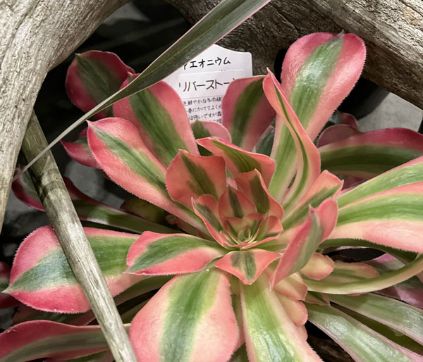 アエオニウム：リバーストーン　3.5号ポット