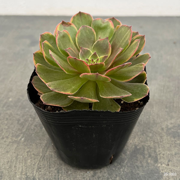 アエオニウム：アンナ錦　3.5号ポット