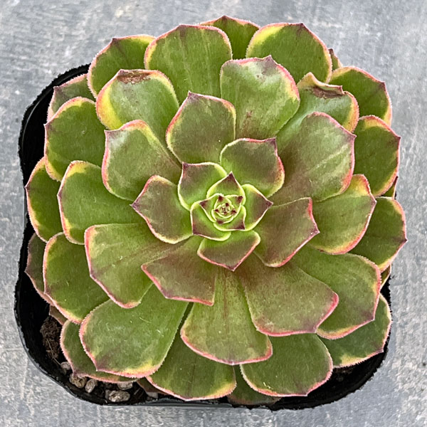 アエオニウム：アンナ錦　3.5号ポット