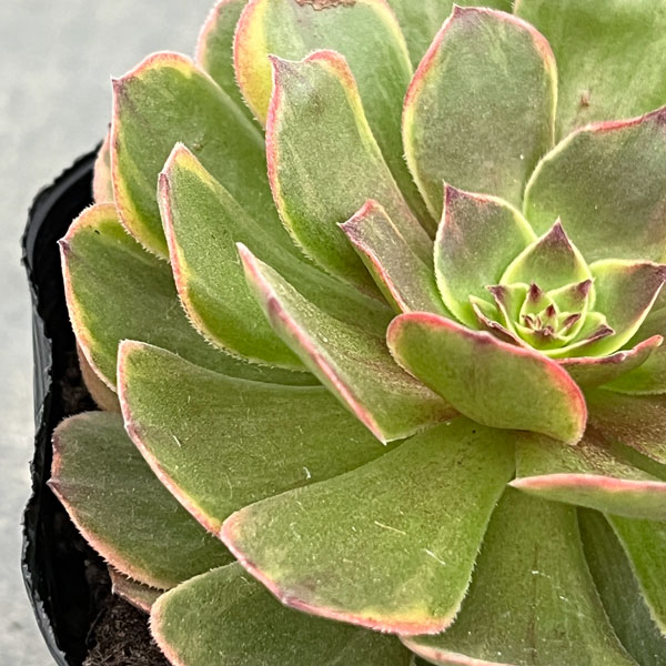 アエオニウム：アンナ錦　3.5号ポット