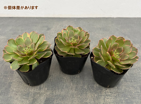 アエオニウム：アンナ錦　3.5号ポット