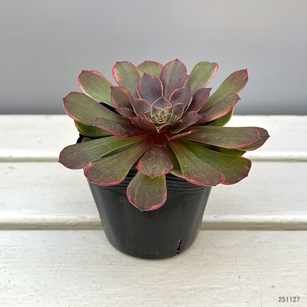 アエオニウム：アンナ錦　3.5号ポット