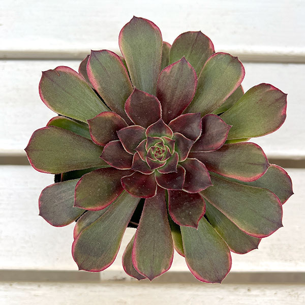 アエオニウム：アンナ錦　3.5号ポット