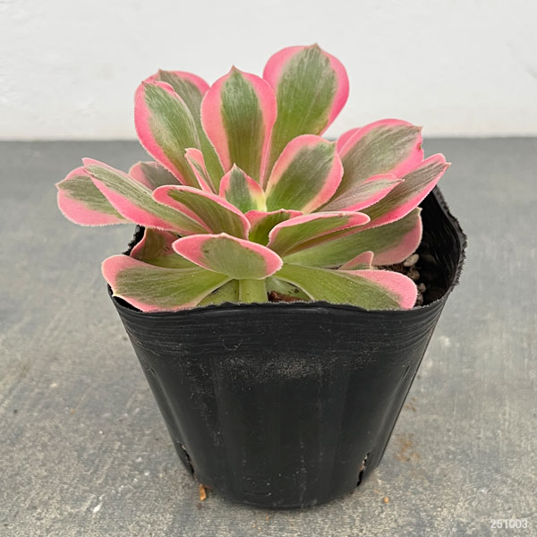 アエオニウム：ピンクウィッチ　3.5号ポット