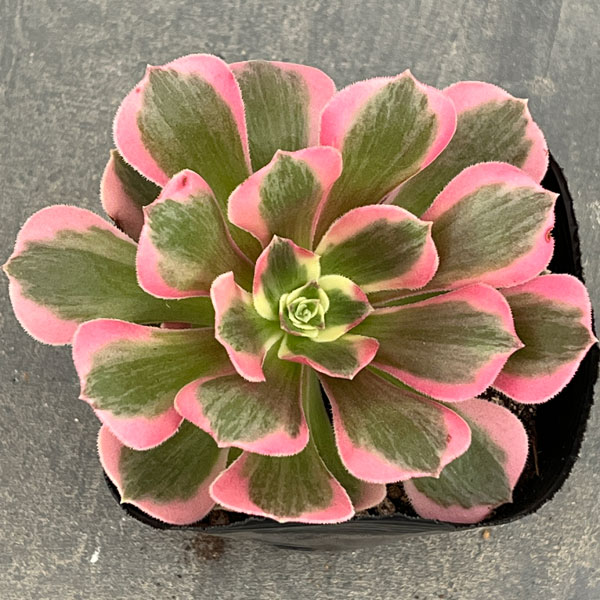 アエオニウム：ピンクウィッチ　3.5号ポット