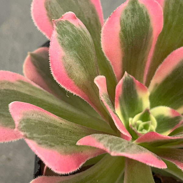 アエオニウム：ピンクウィッチ　3.5号ポット