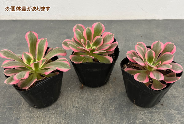 アエオニウム：ピンクウィッチ　3.5号ポット