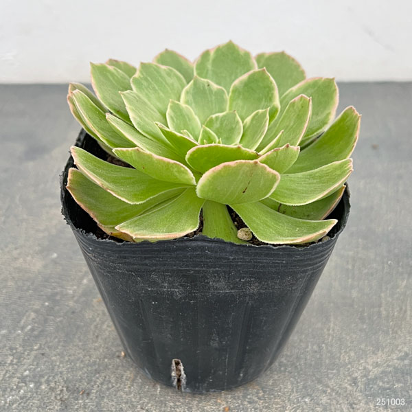 アエオニウム：ハロウィン錦　3.5号ポット