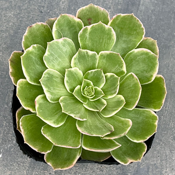 アエオニウム：ハロウィン錦　3.5号ポット