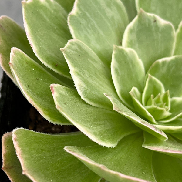 アエオニウム：ハロウィン錦　3.5号ポット