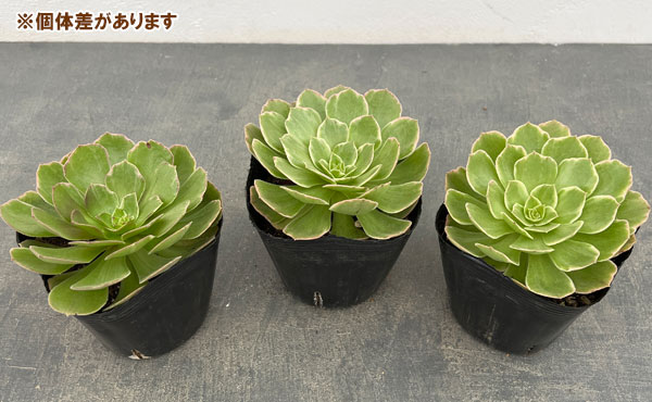 アエオニウム：ハロウィン錦　3.5号ポット