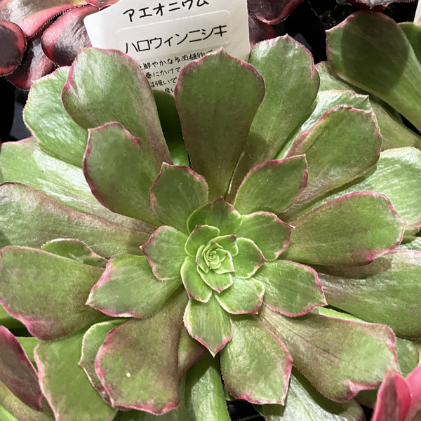 アエオニウム：ハロウィン錦　3.5号ポット