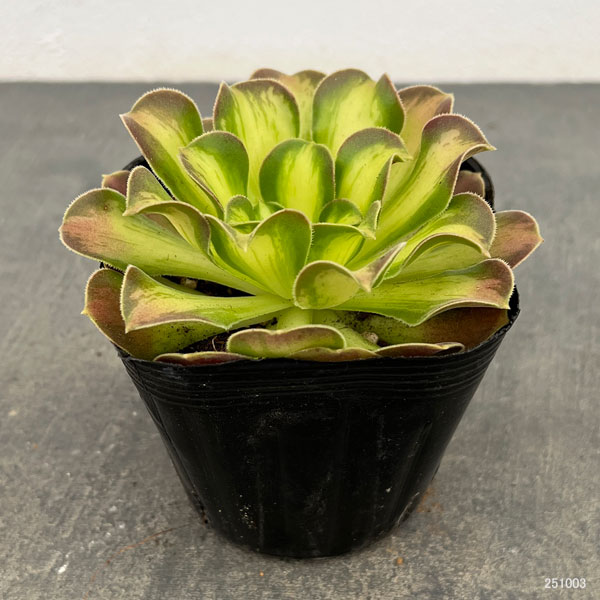 アエオニウム：ショウカ　3.5号ポット