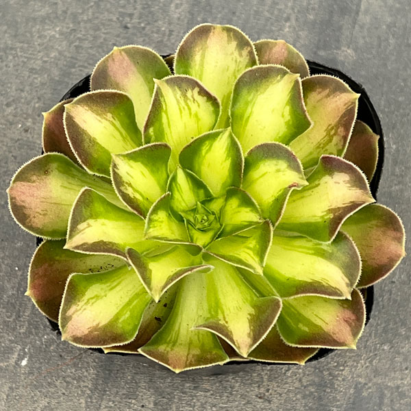 アエオニウム：ショウカ　3.5号ポット