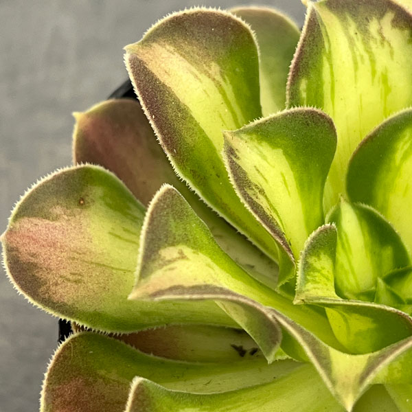 アエオニウム：ショウカ　3.5号ポット